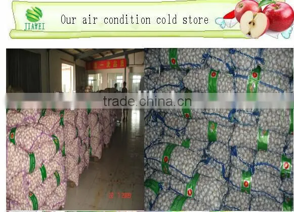 Fresh Pure White Garlic 5.0cm Packed In Carton