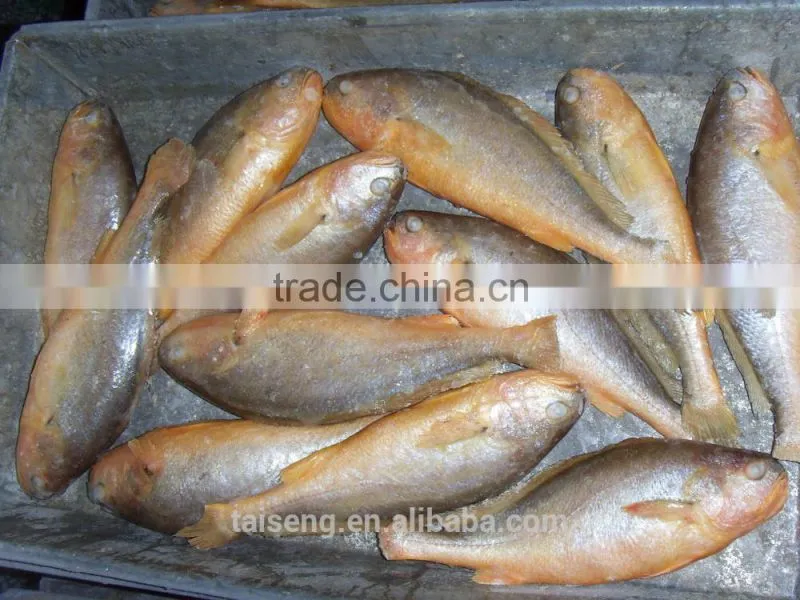 Whole Round Fresh Croaker Seafood Frozen Yellow Croaker fish