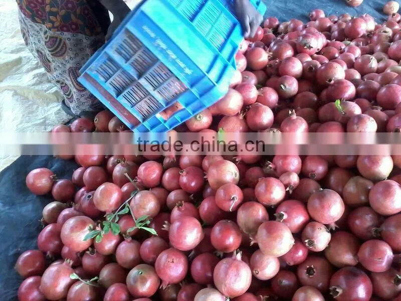 New Arrival of Fresh Pomegranate Fruit Supplier in India / Malaysia / Singapore / Dubai / Maldives / Sri Lanka