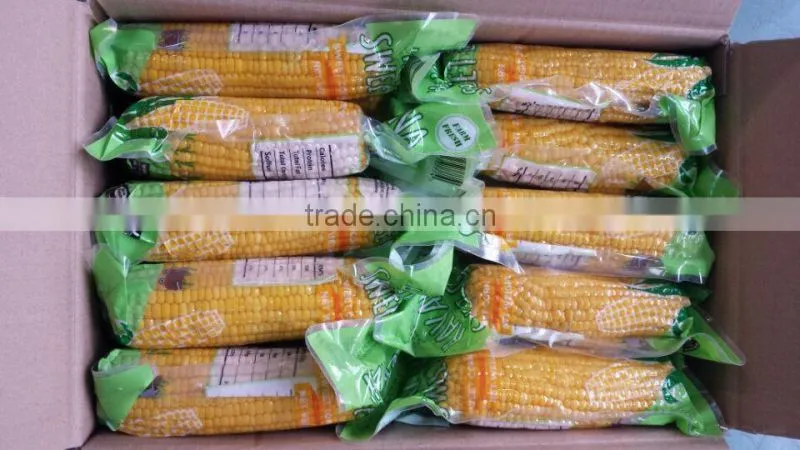 Sweet Corn Cob in Vacuum Packing