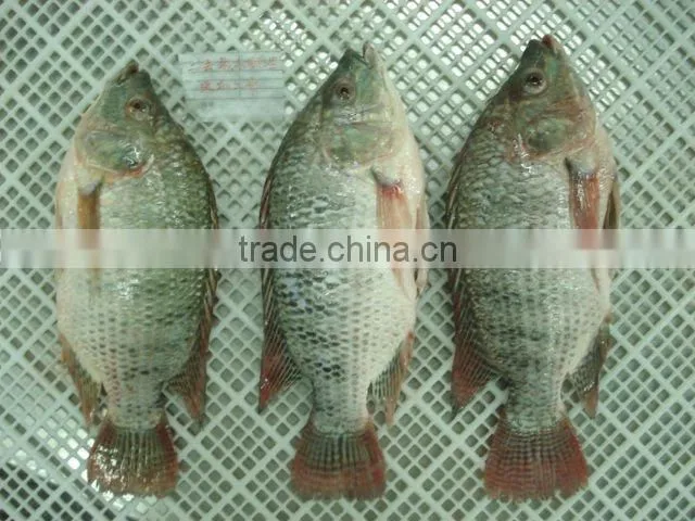 China Origin Best-seller Tilapia Gutted and Scaled wholeTilapia