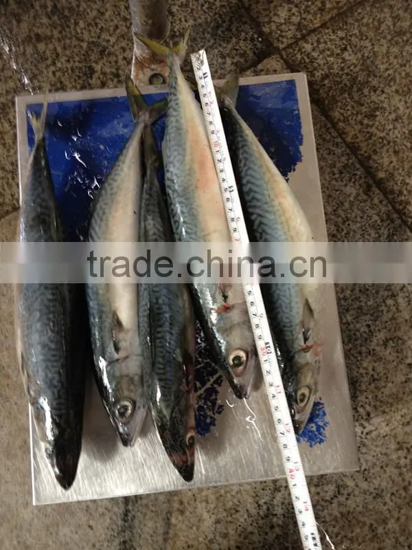 2016 high quality 300-500g Whole Round Frozen Mackerel for sale