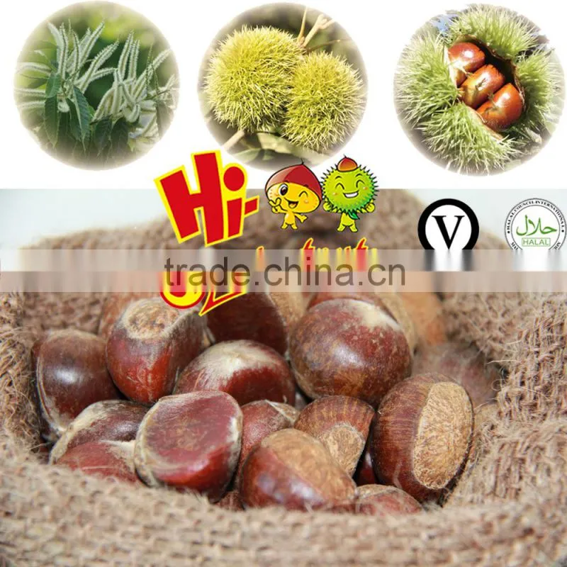New crop bulk fresh chestnuts for sale, Shandong chestnuts,Taian chestnuts