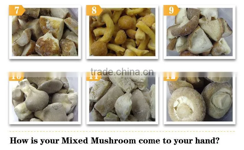 Common Cultivation wholesale fresh boletus mushroom