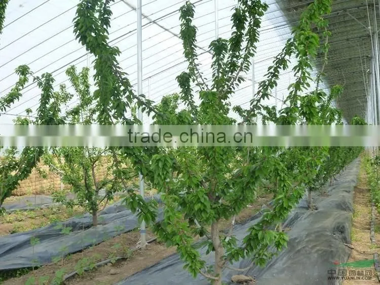 Cherry seedling