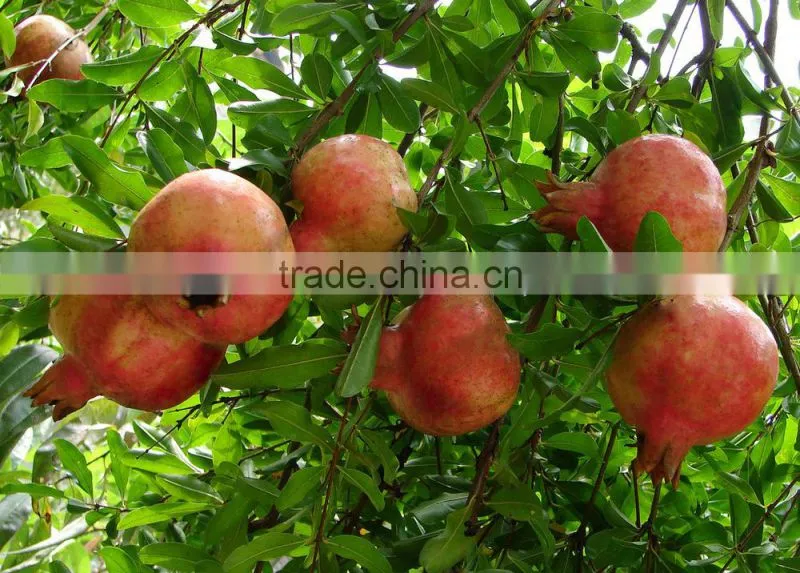 20%-90% Ellagic Acid Pomegranated Peel Extract Powder