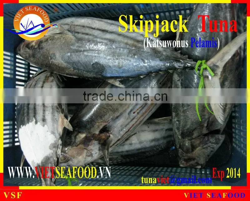 W/R FROZEN SKIPJACK TUNA