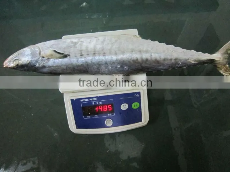 500-1000g IQF spanish mackerel