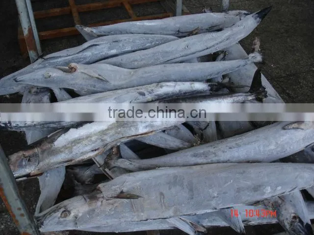 Spanish mackerel fillets