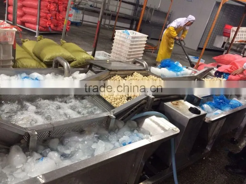 China high quality IQF FROZEN GREEN PEA