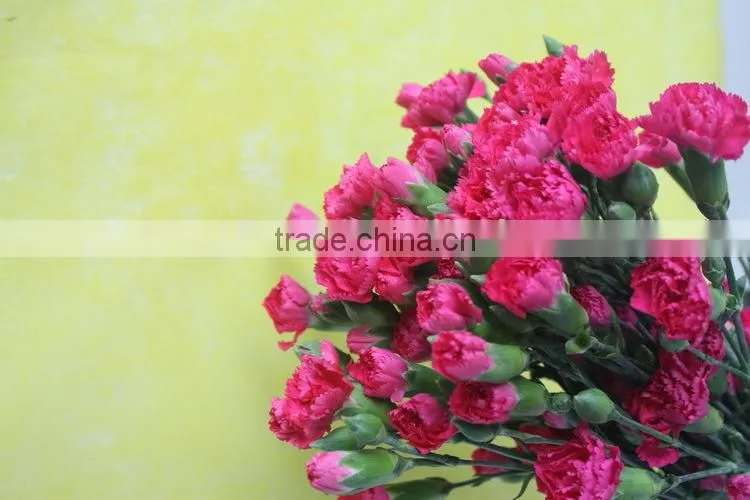 Reasonable price top sell factory flower carnation