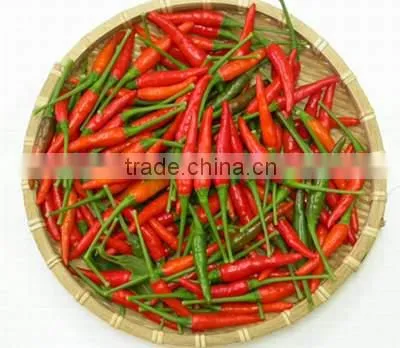 Good quality dry red chili