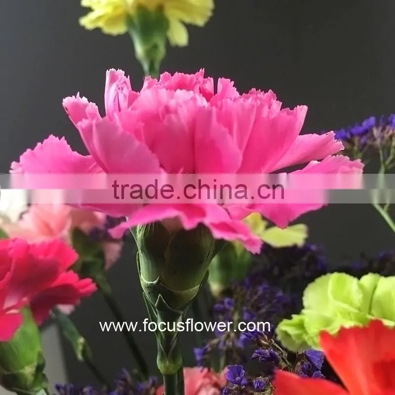 Fresh Cut Flower Buyer Purple Carnation Flower Arrangement From Kunming Superbly Carnation Flowers