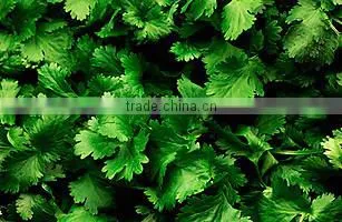 Pure Coriander Oil For Export | 100% Natural Coriander Oil