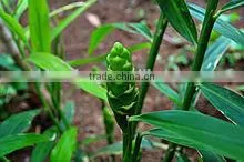 Chinese dried yellow ginger powder price