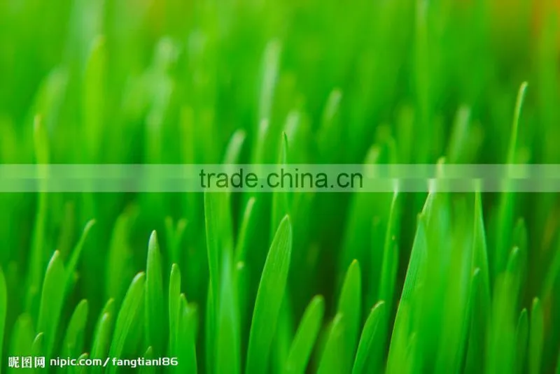 2015.5 Barley Seeding Powder