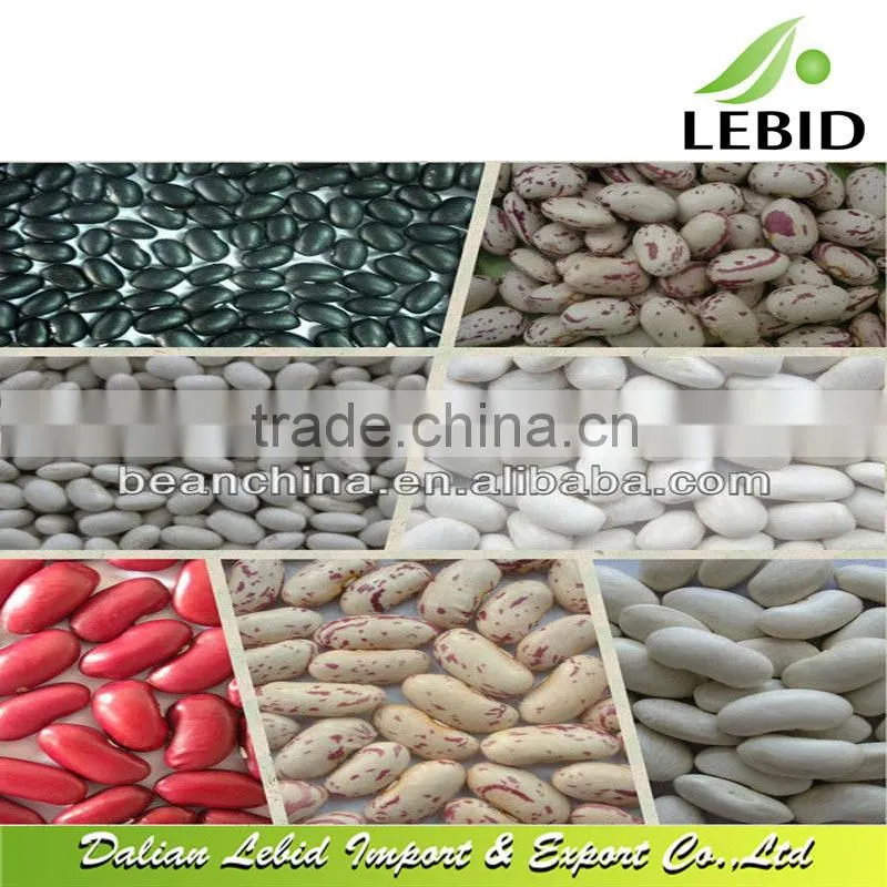 New Crop Large White Kidney Beans/Bean food