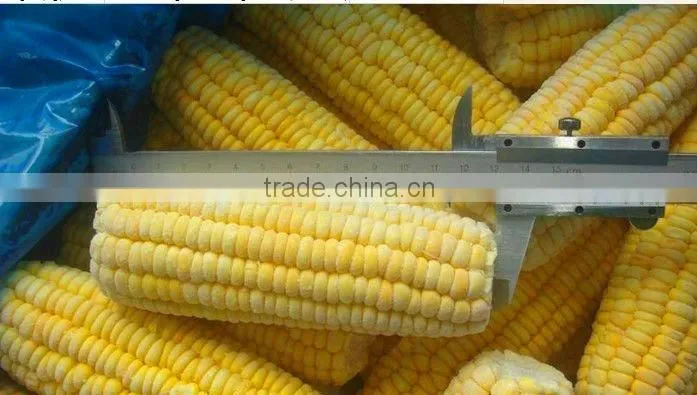 Chinese IQF steamed blanched IQF frozen sweet corn yellow corn