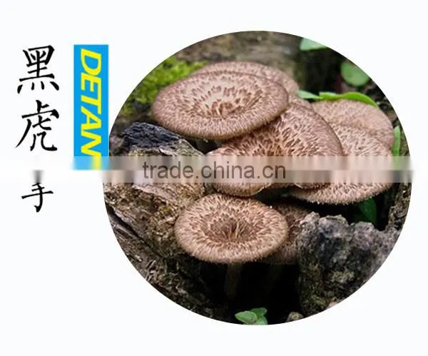 Dried Sarcodon Imbricatus Mushroom