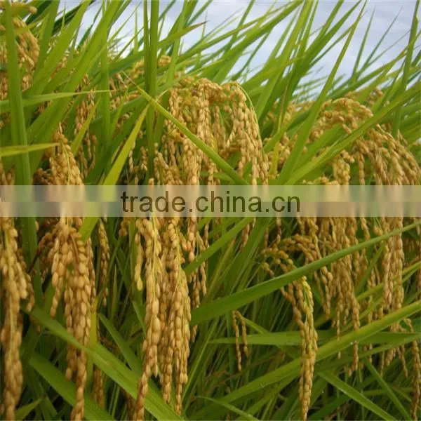 rice milling and grinding combined machine Paddy Peeling machine 0086-13703827012