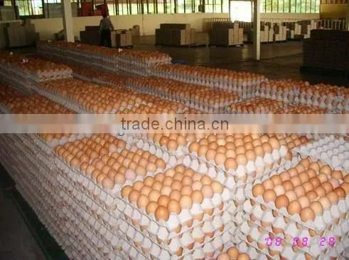 small paper pulp molding machine