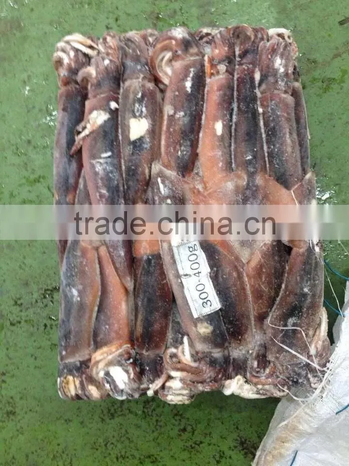 300-400g Sea Frozen W/R Illex Squid