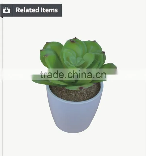 Kazuko Aoki mini succulent plants buy direct from China factory