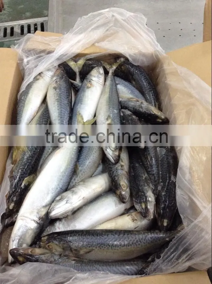 frozen pacific mackerel