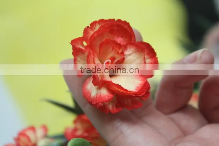 Elegant in smell hot sale fresh carnation for home decoration
