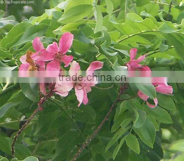 Cassia Oil Natural