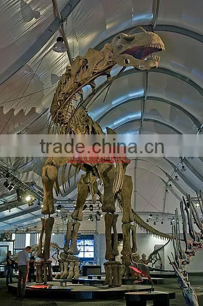 Dinosaur Skeleton Model Of Argentinosaurus