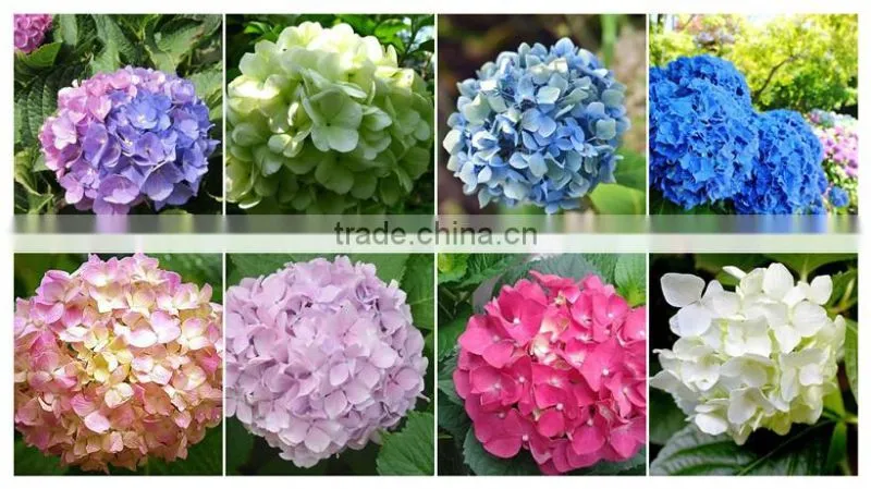 Alibaba Com High Quality Buy Fresh Hydrangeas From Yunnan China