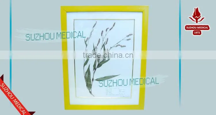 Medicinal Plants Herbarium