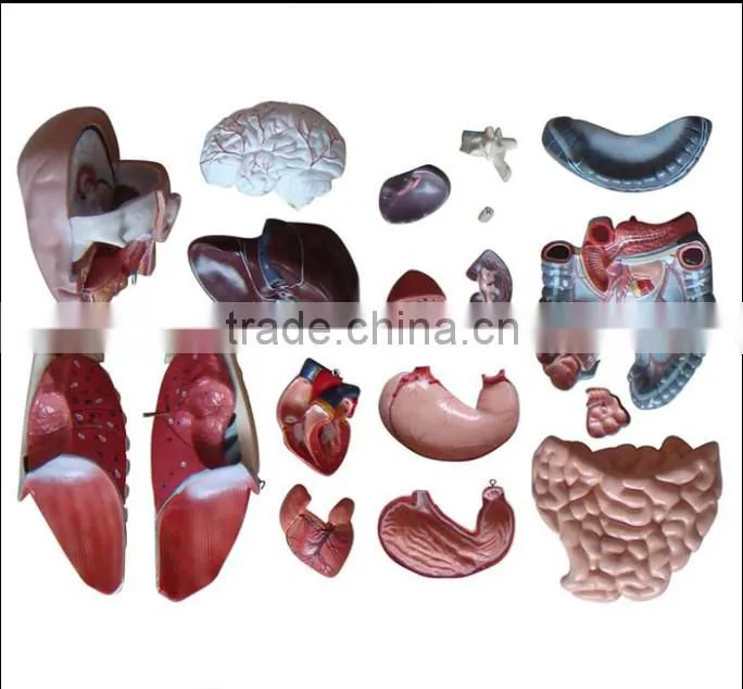 Dual Sex Torso model With open back 17parts