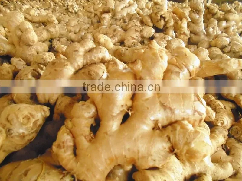 Supply FRESH GINGER (Call: +841687264621 or Skype: anda.ty)