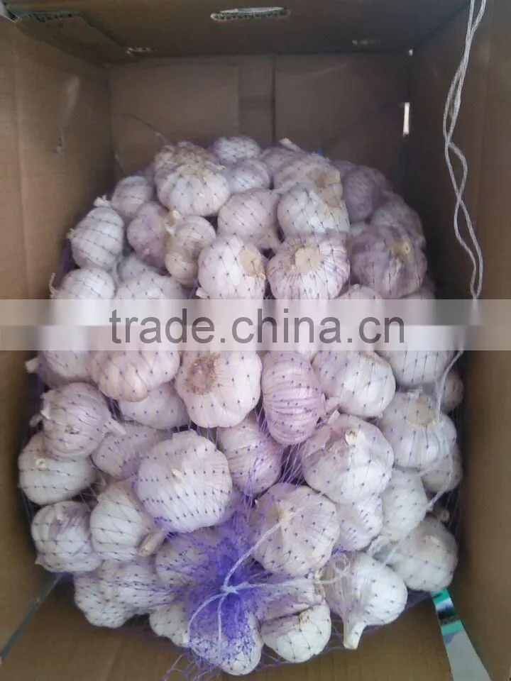 Laiwu 5.5 natural white fresh garlic