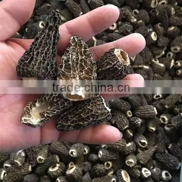 Price of Black Morel Mushroom, Dry Cultivating Morel Mushrooms from Morel Mushroom Farm
