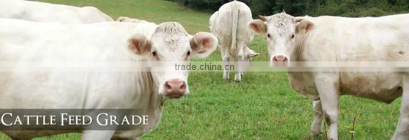 Modified soya lecithin for cattle feed ingredients