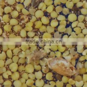 rice color sorting machinery