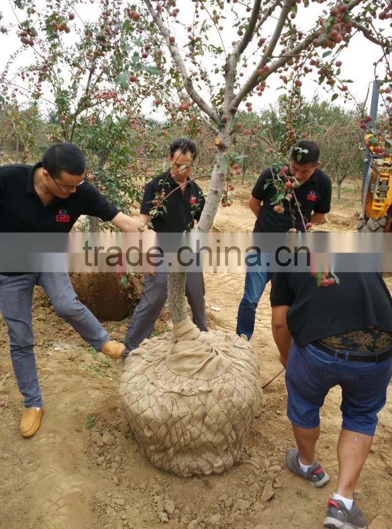 New type for tree spade with high quality made in China