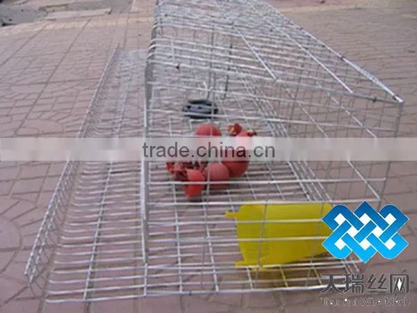 Layer chicken cage (factory)