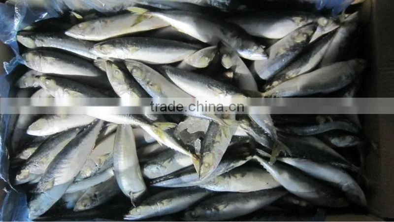new frozen mackerel fish 100-120g