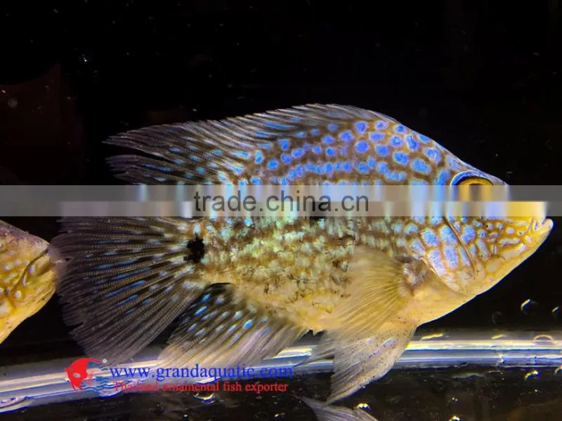 Green Texas Cichlid for freshwater aquarium fish