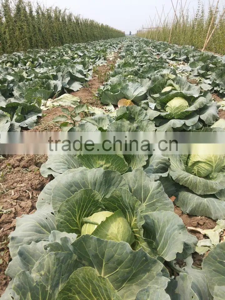 Turnip/cabbage/cabbage/Fresh Cabbage