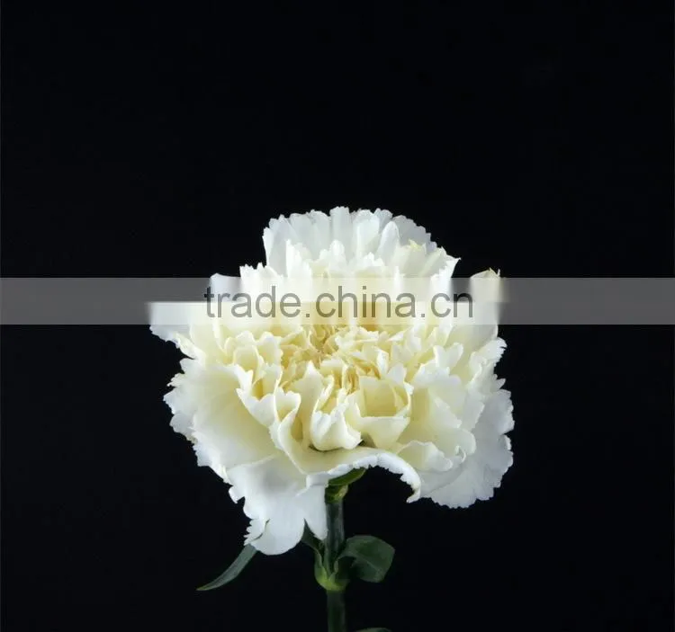 Wide variety Snow White white carnation for sale