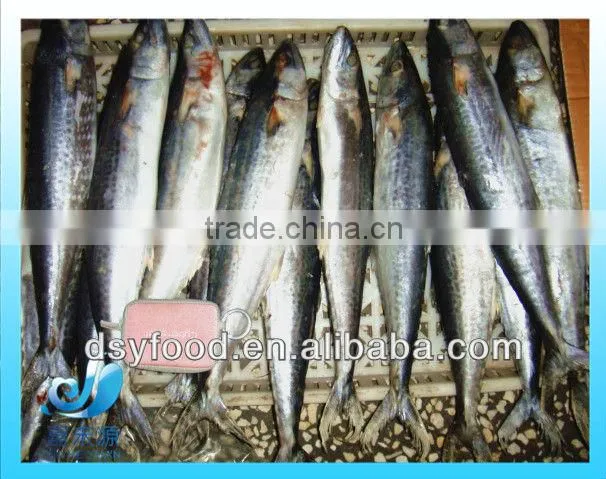 Frozen Pacific Mackerel