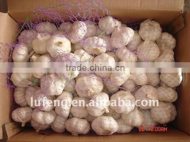 Pure white garlic