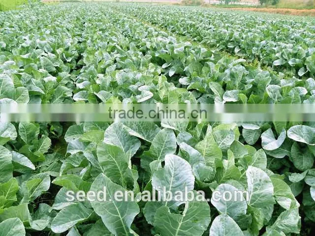 green cauliflower seeds SXCa No.4