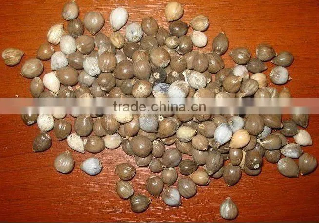 Huayruru Pure Red Natural Loose Seed Beads