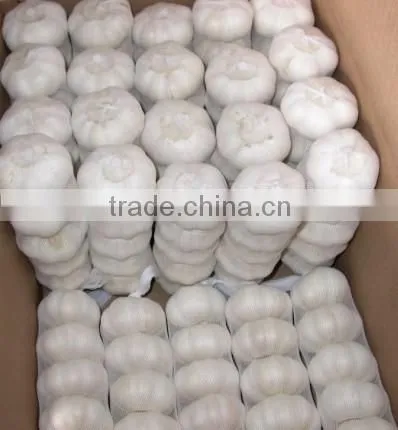 fresh garlic